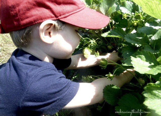 strawberry picking 025