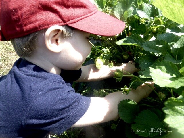 strawberry picking 025
