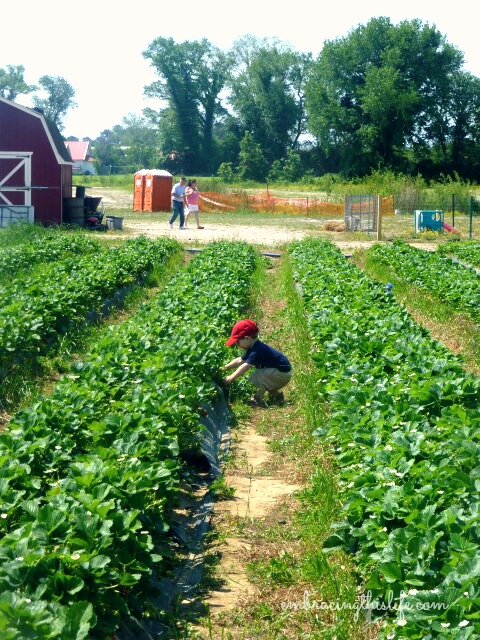 strawberry picking 065