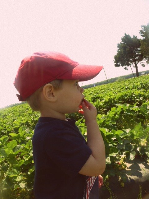 strawberry picking 073