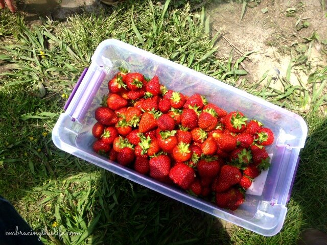 strawberry picking 087