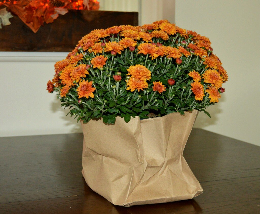 indoor mums