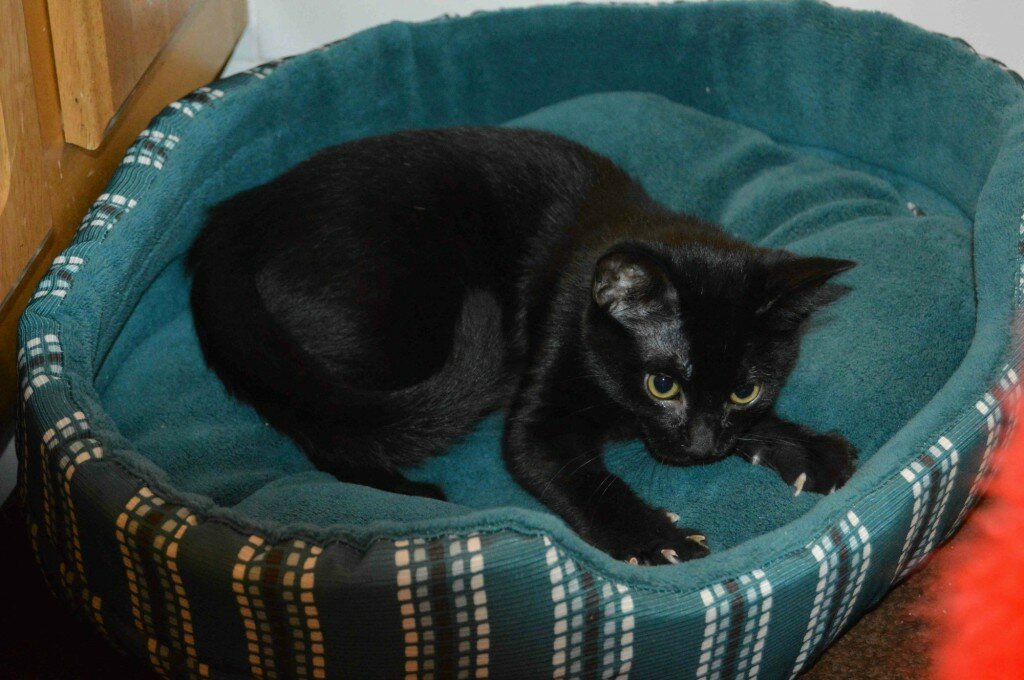 willow